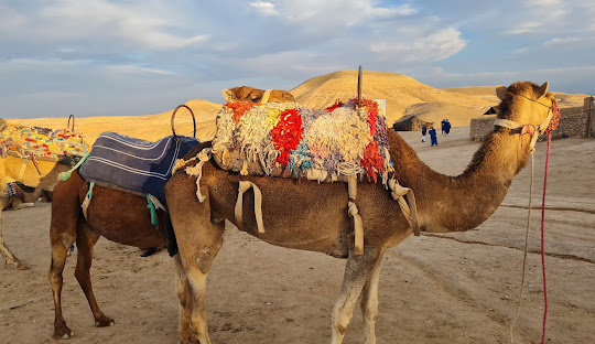 Camel Trekking in the Agafay Desert